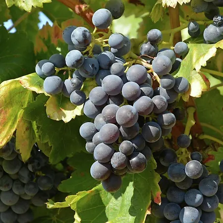 Maison Marsanne *
